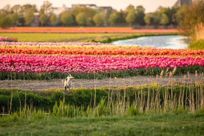 Netherlands Wedding Location